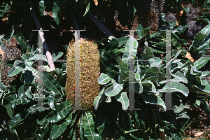Picture of Banksia serratifolia 
