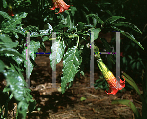 Picture of Brugmansia sanguinea 