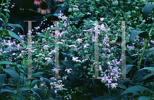 Picture of Thalictrum delavayi 