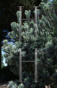 Picture of Leucadendron argenteum 