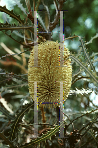 Picture of Banksia elderiana 