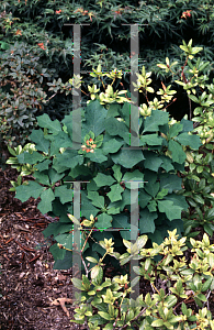 Picture of Euphorbia heterophylla 