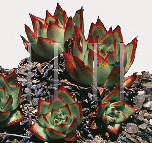 Picture of Echeveria agavoides 'Red Edge'