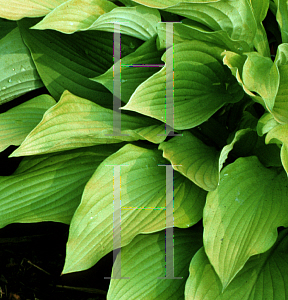 Picture of Hosta  'August Moon'