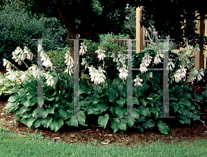 Picture of Hosta  'Royal Standard'