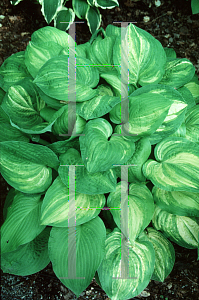 Picture of Hosta  'Fascination'