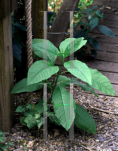 Picture of Phytolacca americana 
