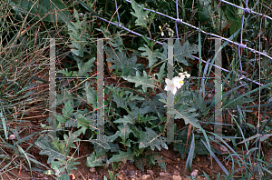 Picture of Solanum carolinense 