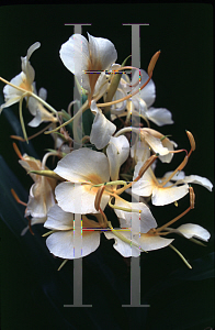 Picture of Hedychium x 'Daniel Weeks'