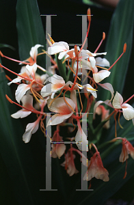 Picture of Hedychium x 'Pink V'