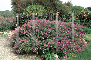 Picture of Salvia leucantha 