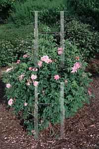 Picture of Rosa rugosa 'Therese Burnet'