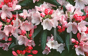 Picture of Rhododendron degronianum ssp. yakushimanum 'Yaku Queen'