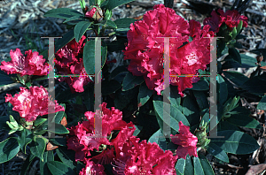 Picture of Rhododendron catawbiense 'Purple Lace'