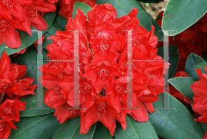 Picture of Rhododendron (subgenus Rhododendron) 'Francesca'
