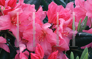 Picture of Rhododendron (subgenus Azalea) 'Wyandanch Pink'