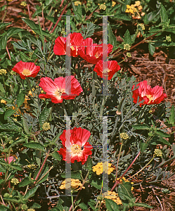 Picture of Eschscholzia californica 'Thai Silk'