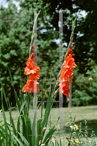 Picture of Gladiolus x hortulanus 