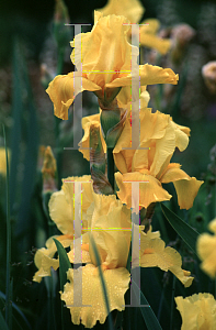 Picture of Iris germanica 'Gold Galore'