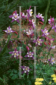 Picture of Aquilegia caerulea 