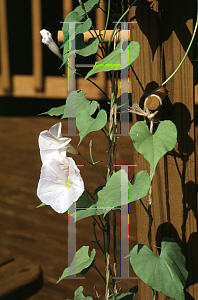Picture of Ipomoea tricolor 'Pearly Gates'
