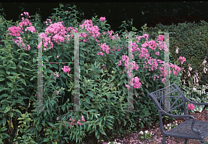 Picture of Phlox paniculata 