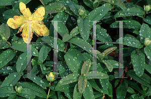Picture of Hypericum calycinum 