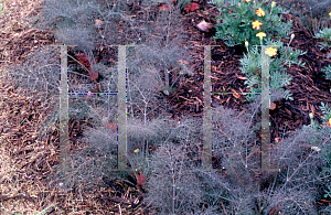 Picture of Foeniculum vulgare 'Purpureum'