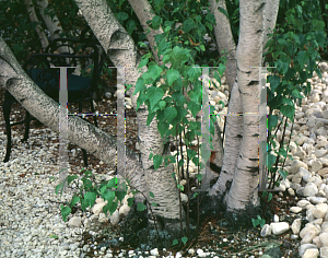 Picture of Betula populifolia 