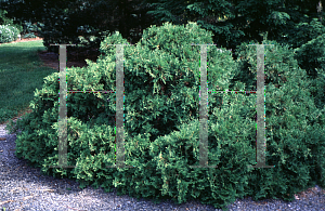 Picture of Thuja occidentalis 'Froebelii'