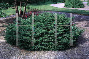 Picture of Picea orientalis 'Nigra Compacta'