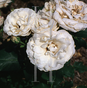 Picture of Rosa  'French Lace'