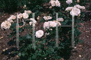 Picture of Rosa  'French Lace'