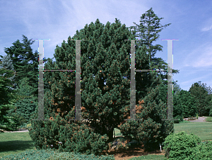 Picture of Pinus mugo 'Gallica'