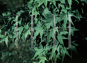 Picture of Acer palmatum (Palmatum Group) 'Ukon'