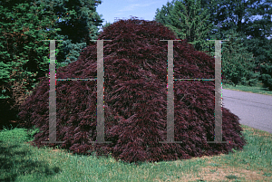 Picture of Acer palmatum 'Takiniyama'