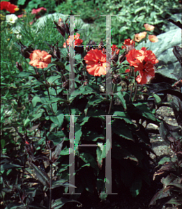 Picture of Lychnis sieboldii 