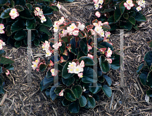 Picture of Begonia semperflorens-cultorum hybrids 