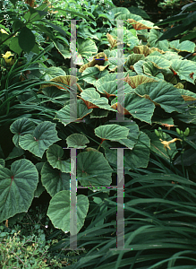 Picture of Begonia grandis ssp. evansiana 