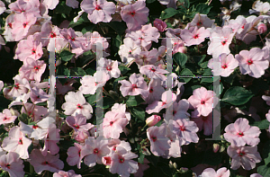 Picture of Impatiens x 'Bright Eye'