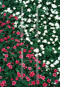 Picture of Catharanthus roseus 'Rose Carpet'