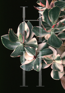 Picture of Crassula ovata 'Tricolor'