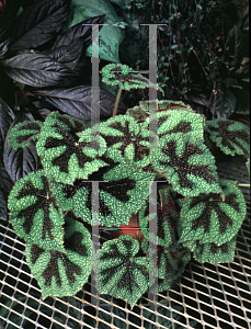 Picture of Begonia masoniana 