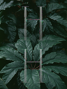 Picture of Begonia thiemae 