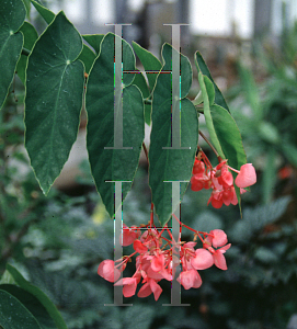 Picture of Begonia coccinea 