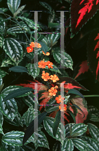 Picture of Euphorbia fulgens 