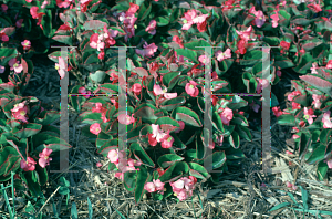 Picture of Begonia semperflorens-cultorum hybrids 'Olympia Rose'
