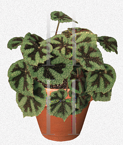 Picture of Begonia masoniana 