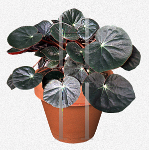 Picture of Begonia x erythrophylla 