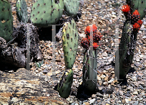Picture of Opuntia riveriana 